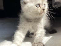 YAVRU SCOTTISH FOLD DIŞI KEDI