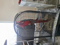 Bebek macaw papağanı