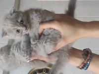 Scottish fold sıfir kulak