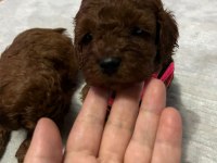 Kore kan toy poodle