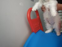 Maltipoo 2 Aylık