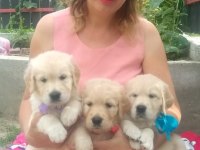 Golden Retriever Gelip Görerek Alabilirsiniz