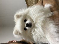 8 Aylık erkek pomeranian güzellik