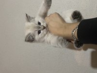 3 Erkek Yavru British Shorthair Bursa