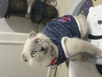 Sevimli Scottish Fold Yavru Oyuncu Ve Uysal