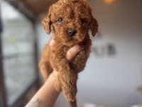 Herkesin Hayali Toy Poodle Bebekler