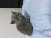 Yavru Safkan British Shorthair Kedilere Yuva