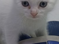 Scottish Fold Yavrular