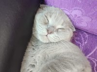 3 aylık eğitimli scottish fold