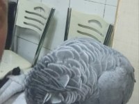 Full evcil jako papağanı