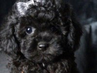 SİYAH RENK POODLE YAVRULARIMIZ