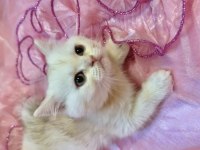 Safkan british shorthair bebek