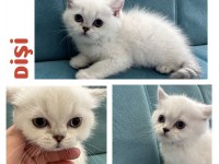 Safkan anne ve baba full şecereli scottish straight