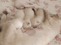 British blue point yavruları 28 mayıs doğumlular