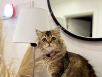 British longhair 5 aylık dişi
