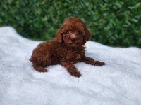 Toy Poodle Yavrularımız