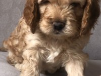 Cocker yavruları