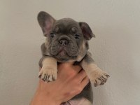 50 GÜNLÜK A KALİTE YAVRULAR FRENCH BULLDOG