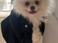 3 aylık dişi pomeranian boo