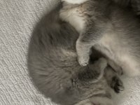 Scottish tabby british longhair erkek ve dişi 2 aylık