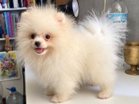 ORİJİNAL POMERANİAN BOO DİŞİ YAVRU