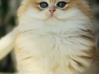 Safkan golden Ny 12 muhteşem tip british longhair