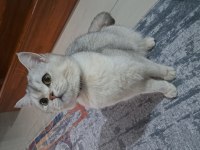 British shorthair silver dişi