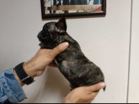 French bulldog 2 aylık