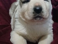 Sağlıklı Alabay Köpeği Yavrular