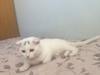 3 aylık yavru scottish