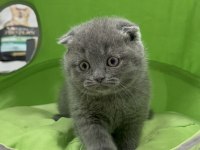 Scottish fold dişi yavrumuz
