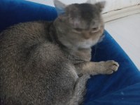 SAHİPLENDİRİLECEK KEDİMİZ