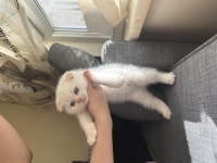 Scottish Fold Daha Uygun Safkanı Yok!