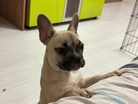 3 aylık French Bulldog