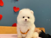 Yeni evlerine gitmeye hazır pomeranian yavruları