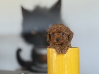 Red brown poodle yavrularımız