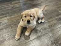 BEBEK YÜZ GOLDEN RETRİEVER YAVRULAR