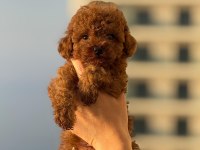 POODLE ERKEK DİŞİ YAVRULARIMIZ Toy Poodeller