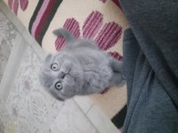 A Kalite sıfır kulak scottish fold