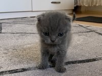 Son british shorthair yavrular yeni yuvalarını arıyoruz