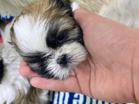Yavru orjinal shih tzu