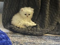 Çok tatlı, safkan british longhair erkek yavru