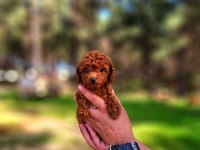 Toy poodle mı istemiştiniz