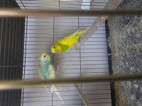 4 katlı üretim kafesi ve 4 takım kuş