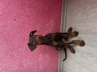 3 aylık kızıl ve siyah doberman yavruları
