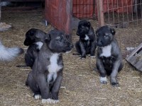SHOW kalite Safkan Sivas Kangal YAVRULARIMIZ