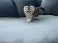 Safkan iran kedisi ırkı (chinchilla)