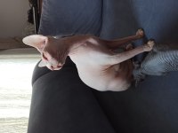 Sıfır tüy pembe sfenks