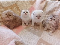 1 aylık safkan scottish fold yavrular
