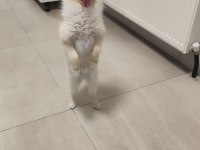 Ücretsiz oyuncu sevgi dolu pomeranian sadece Ankara içine